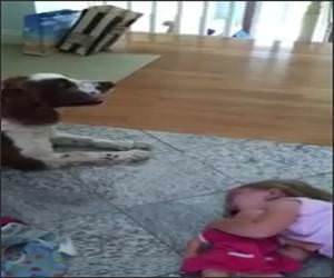 Dog Quiets Baby Funny Video