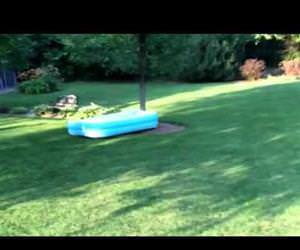 dog runs away with pool Funny Video