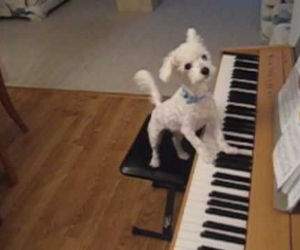 dog singing and playing piano Funny Video