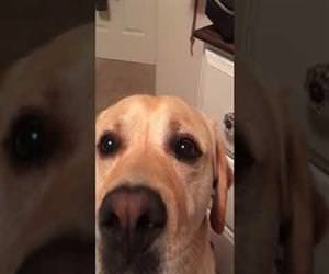 dog singing i love you in harmony Funny Video