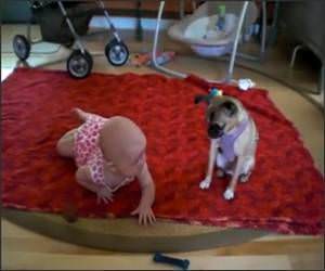 Dog teaching baby Funny Video