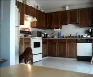 Dog Vs Air Horn Funny Video