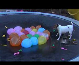 dog vs water balloons on trampoline Funny Video