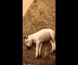 dog woken up with a fart Funny Video