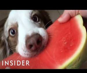 dogs eating watermelon Funny Video