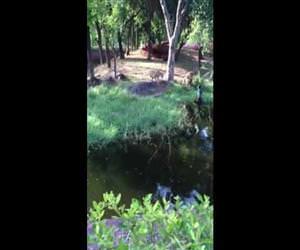 drunk guy jumps in with lions Funny Video