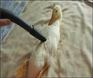 Duck Vacuum Funny Video