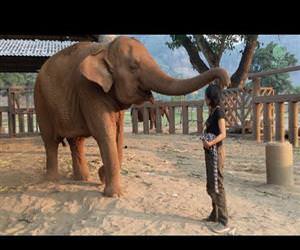elephant lullaby Funny Video