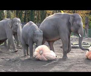 elephants vs pumpkins Funny Video