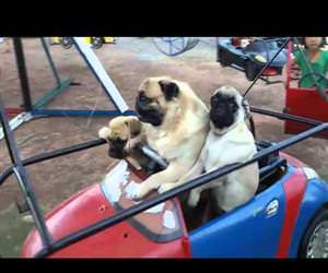family of pugs having some fun Funny Video