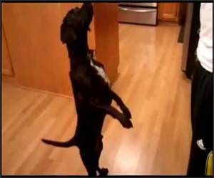 Funny Dog Trick Video