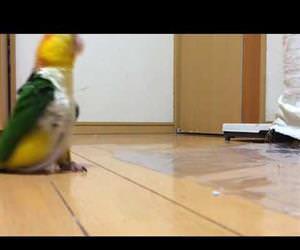 funny parrot stomping around Funny Video