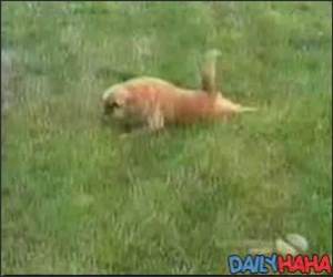 Funny Dogs Mashup Video