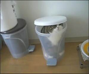 Garbage Cat Maru Funny Video