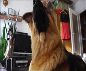 German Shepherd Ringtones Funny Video