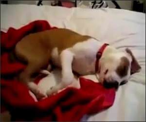 Giggling Dog Sleeping Funny Video