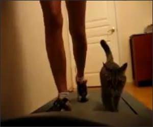 Girl and Cat Treadmill Video