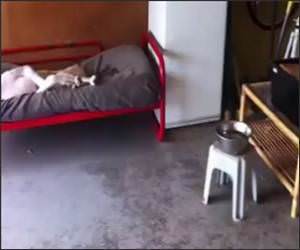 Great Dane Loves Bed Funny Video