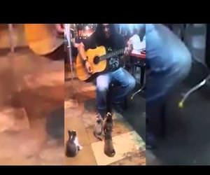 guys performs for kittens Funny Video