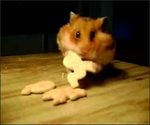 Hamster eating Animal Crachers