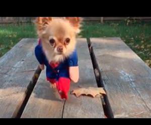 heroic dogs Funny Video