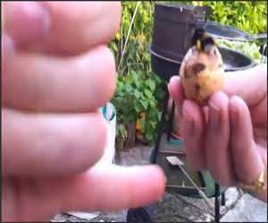 High Fiving Bumblebees Funny Video