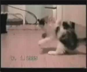 Hilarious Cats Compilation Video