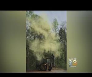 how much pollen really comes out of a tree Funny Video