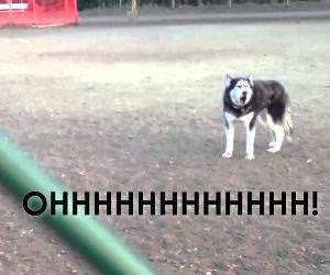 Husky doesnt want to leave the park Funny Video