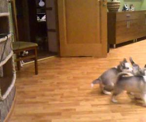 husky playing with puppies Funny Video