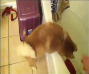 Husky Thinking About Bath Video