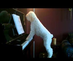 jazzy the dog playing piano Funny Video