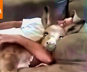 just me and my pet donkey Funny Video