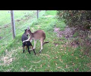 kangaroo and dog are best friends Funny Video