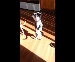 Kangaroo Dog Funny Video