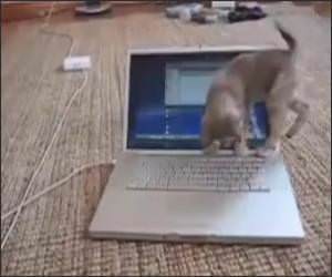 Kitten Vs Computer Screen Funny Video