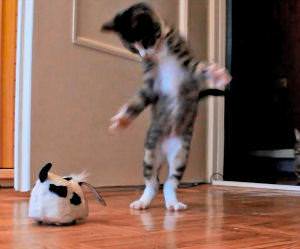 kitten vs robotic dog Funny Video