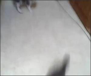 Door Crack Kittens Funny Video