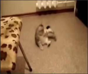 Kitty Kangaroo Video