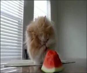 Kitty Loves Watermelon Video