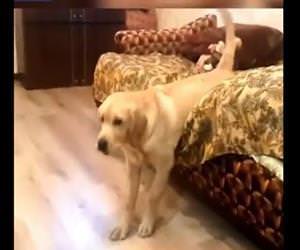 lazy dog getting out of bed Funny Video