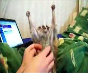 Creepy Itchy Lemur Funny Video