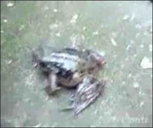 Loud Weird Frog Funny Video