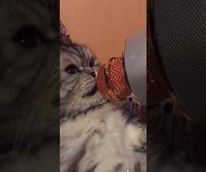 meow with microphone Funny Video