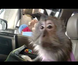 monkey has a fun time in car wash Funny Video