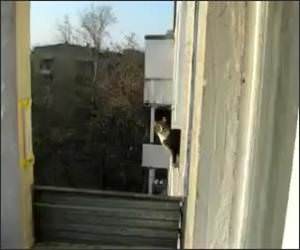  Funny Ninja Cat Jump Video