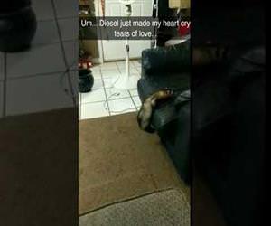ottweiler dog helps ferret climb chair Funny Video