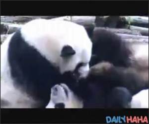  Panda Sneezing Fit Video