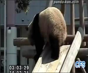 Pandas on Slides Funny Video