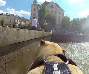 parkour dog Funny Video